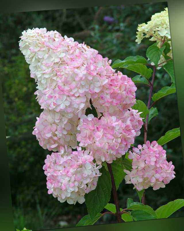 Kuders Pflanzenparadies Rispenhortensie Vanille Fraise