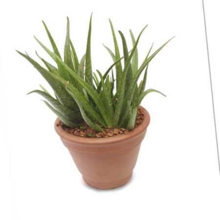 new Aloe Vera ab 29.99 (29.99) Euro im Angebot