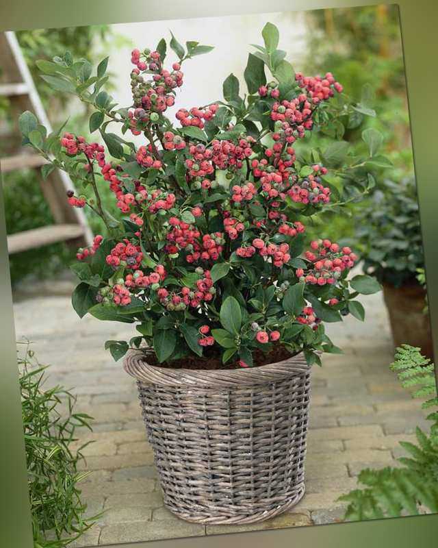 Kuders Pflanzenparadies Heidelbeere Pink Lemonade