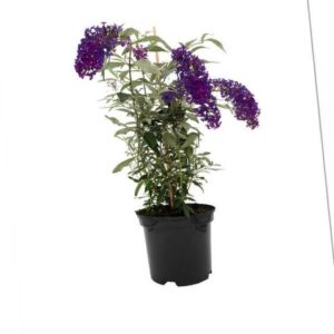 new Schmetterlingsflieder