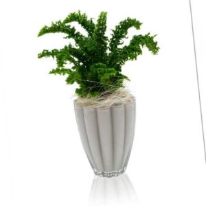 new Schwertfarn Emina inkl. Glastopf ab 27.99 (32.99) Euro im Angebot
