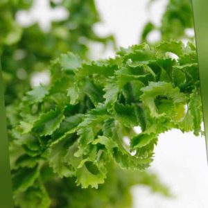 new Schwertfarn Nephrolepis exaltata ''Emina'' ab 22.99 (27.99) Euro im Angebot