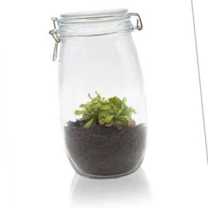 new Sonnentau im Einmachglas ab 29.99 (32.99) Euro im Angebot