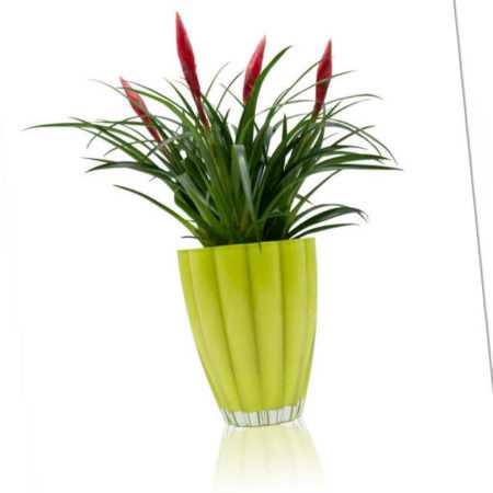 new Vrisea ''Astrid'' im Glastopf ab 37.98 (42.99) Euro im Angebot