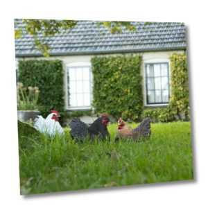 Esschert Deko Huhn Hühner Garten Figur Henne Frost+ UV fest  3 Modelle 37000155