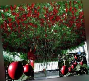 Tomatenbaum reich tragende Bäume frosthart immergrün schnellwüchsig Topfpflanzen