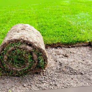 1m² Rollrasen - Fertigrasen - Rasen - Gras frisch vom Feld - VERSANDS NUR MONTAG