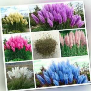 Pampas Gras Samen Pampasgras Rasen Pflanze Ornamental Mode Gartendekoration #B